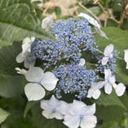 ヒメ日記 2025/05/26 21:40 投稿 はるか 奥鉄オクテツ神奈川店（デリヘル市場グループ）