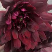 ヒメ日記 2025/08/21 18:40 投稿 はるか 奥鉄オクテツ神奈川店（デリヘル市場グループ）