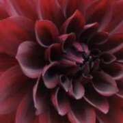 ヒメ日記 2025/08/23 17:55 投稿 はるか 奥鉄オクテツ神奈川店（デリヘル市場グループ）