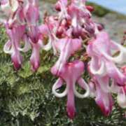 ヒメ日記 2025/11/20 17:10 投稿 はるか 奥鉄オクテツ神奈川店（デリヘル市場グループ）