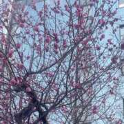 ヒメ日記 2026/02/02 19:00 投稿 はるか 奥鉄オクテツ神奈川店（デリヘル市場グループ）