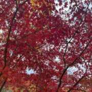 ヒメ日記 2025/11/21 16:39 投稿 りおな 多治見・土岐・春日井ちゃんこ