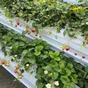 ヒメ日記 2025/03/28 14:11 投稿 とあ ハピネス東京