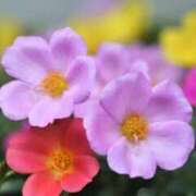 ヒメ日記 2025/08/28 15:47 投稿 平山 あなたに逢いたくて