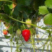 ヒメ日記 2025/04/19 09:34 投稿 なの　奥様 SUTEKIな奥様は好きですか?