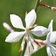 ヒメ日記 2025/06/09 07:15 投稿 三原 さゆり ベストマダム