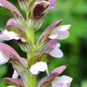 ヒメ日記 2025/06/10 07:15 投稿 三原 さゆり ベストマダム