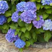 ヒメ日記 2025/06/10 10:15 投稿 三原 さゆり ベストマダム