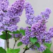 ヒメ日記 2025/06/12 07:15 投稿 三原 さゆり ベストマダム