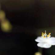 ヒメ日記 2025/06/13 07:15 投稿 三原 さゆり ベストマダム