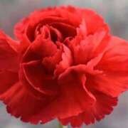 ヒメ日記 2025/06/15 07:15 投稿 三原 さゆり ベストマダム