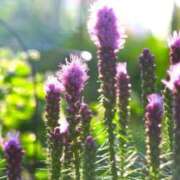 ヒメ日記 2025/06/17 07:15 投稿 三原 さゆり ベストマダム