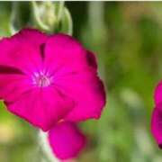 ヒメ日記 2025/06/18 07:15 投稿 三原 さゆり ベストマダム