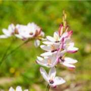 ヒメ日記 2025/06/19 07:15 投稿 三原 さゆり ベストマダム