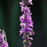 ヒメ日記 2025/06/20 07:15 投稿 三原 さゆり ベストマダム