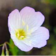 ヒメ日記 2025/06/21 07:15 投稿 三原 さゆり ベストマダム