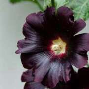 ヒメ日記 2025/06/23 07:15 投稿 三原 さゆり ベストマダム