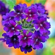 ヒメ日記 2025/06/24 07:15 投稿 三原 さゆり ベストマダム