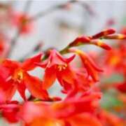 ヒメ日記 2025/06/25 07:15 投稿 三原 さゆり ベストマダム