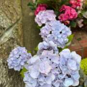 ヒメ日記 2025/06/25 08:15 投稿 三原 さゆり ベストマダム