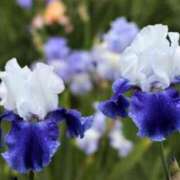 ヒメ日記 2025/06/29 07:15 投稿 三原 さゆり ベストマダム