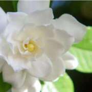 ヒメ日記 2025/06/30 07:15 投稿 三原 さゆり ベストマダム