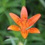 ヒメ日記 2025/07/01 07:15 投稿 三原 さゆり ベストマダム