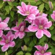 ヒメ日記 2025/07/02 07:15 投稿 三原 さゆり ベストマダム