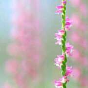 ヒメ日記 2025/07/04 07:15 投稿 三原 さゆり ベストマダム