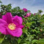 ヒメ日記 2025/07/05 07:15 投稿 三原 さゆり ベストマダム