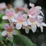 ヒメ日記 2025/07/07 07:15 投稿 三原 さゆり ベストマダム