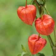 ヒメ日記 2025/07/08 07:15 投稿 三原 さゆり ベストマダム