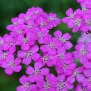 ヒメ日記 2025/07/12 07:15 投稿 三原 さゆり ベストマダム