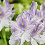 ヒメ日記 2025/07/13 07:15 投稿 三原 さゆり ベストマダム