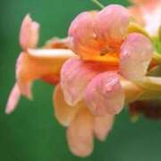 ヒメ日記 2025/07/14 07:15 投稿 三原 さゆり ベストマダム