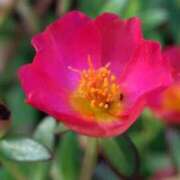 ヒメ日記 2025/07/16 07:15 投稿 三原 さゆり ベストマダム