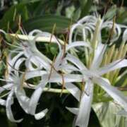 ヒメ日記 2025/07/17 07:15 投稿 三原 さゆり ベストマダム