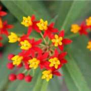 ヒメ日記 2025/07/18 07:15 投稿 三原 さゆり ベストマダム