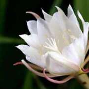 ヒメ日記 2025/07/19 07:15 投稿 三原 さゆり ベストマダム