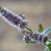 ヒメ日記 2025/07/21 07:15 投稿 三原 さゆり ベストマダム