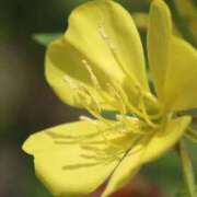 ヒメ日記 2025/07/22 07:15 投稿 三原 さゆり ベストマダム