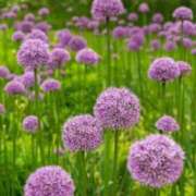 ヒメ日記 2025/07/23 07:15 投稿 三原 さゆり ベストマダム