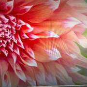 ヒメ日記 2025/07/23 09:00 投稿 三原 さゆり ベストマダム