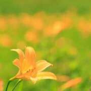 ヒメ日記 2025/07/24 07:15 投稿 三原 さゆり ベストマダム