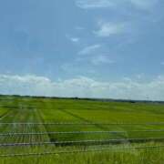 ヒメ日記 2025/07/24 08:15 投稿 三原 さゆり ベストマダム