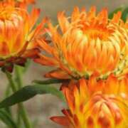 ヒメ日記 2025/07/25 07:15 投稿 三原 さゆり ベストマダム