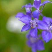 ヒメ日記 2025/07/26 07:15 投稿 三原 さゆり ベストマダム