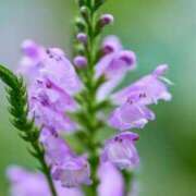 ヒメ日記 2025/07/27 07:15 投稿 三原 さゆり ベストマダム