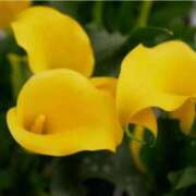 ヒメ日記 2025/07/28 07:15 投稿 三原 さゆり ベストマダム