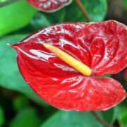 ヒメ日記 2025/07/29 07:15 投稿 三原 さゆり ベストマダム